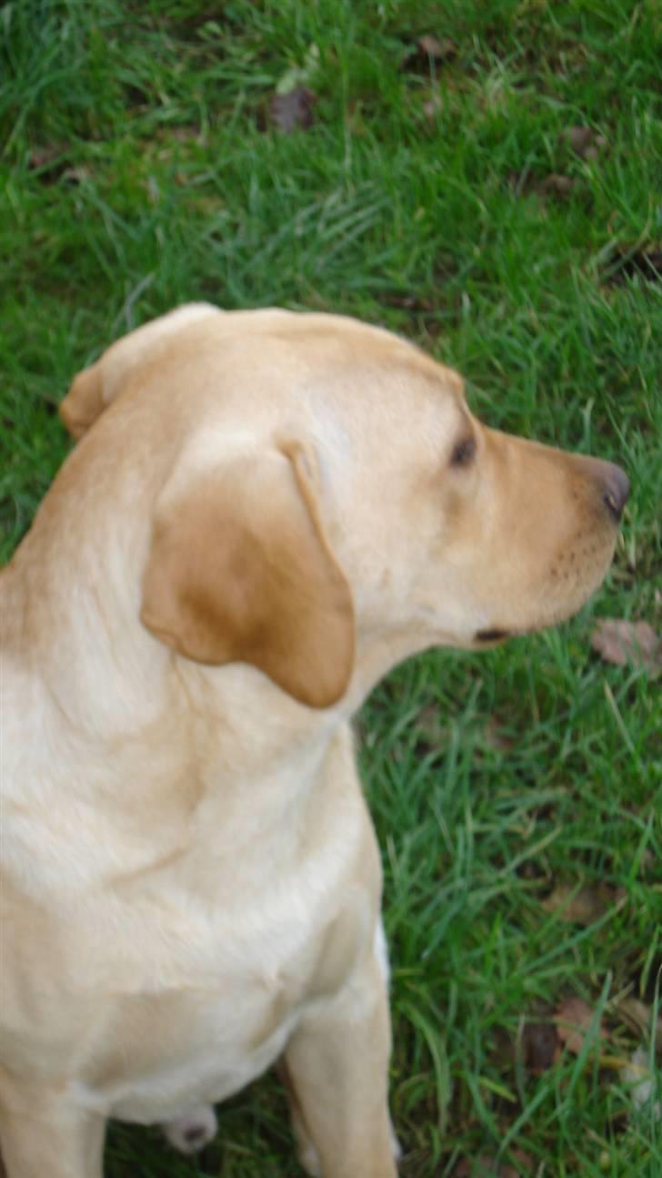 Labrador retriever Sparta billede 13