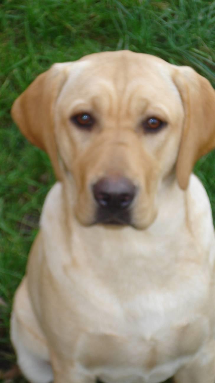 Labrador retriever Sparta billede 14