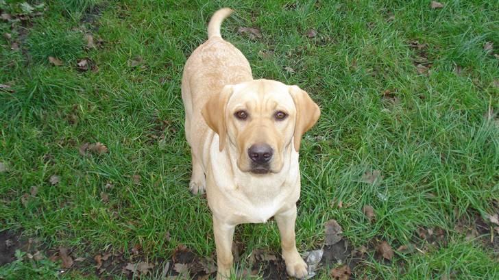 Labrador retriever Sparta billede 15