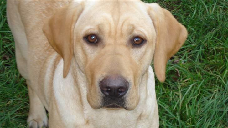 Labrador retriever Sparta billede 16