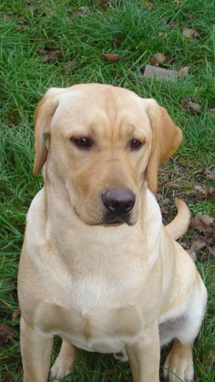 Labrador retriever Sparta billede 17