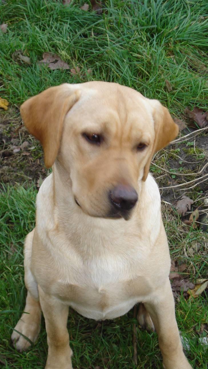 Labrador retriever Sparta billede 18