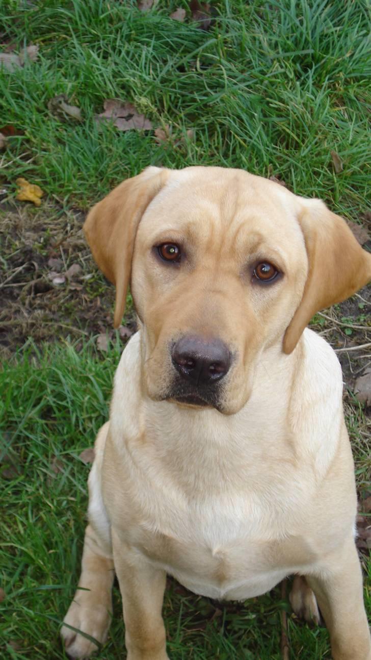 Labrador retriever Sparta billede 19