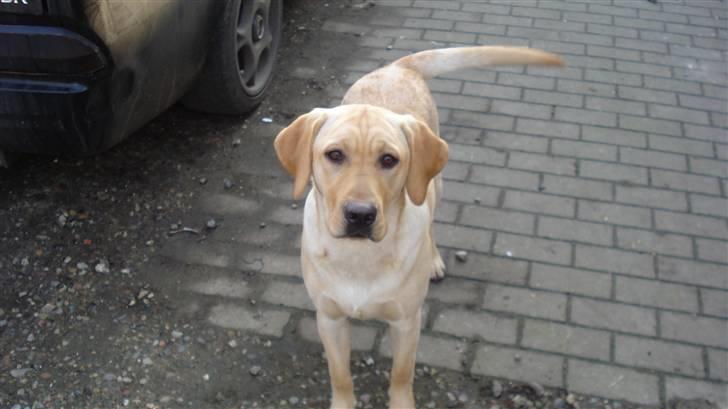 Labrador retriever Sparta billede 20