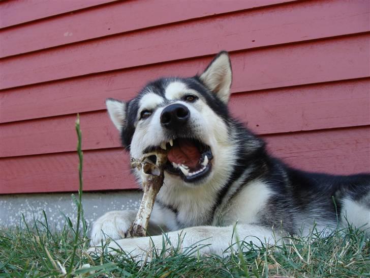 Alaskan malamute Golden Child/Aslan billede 6