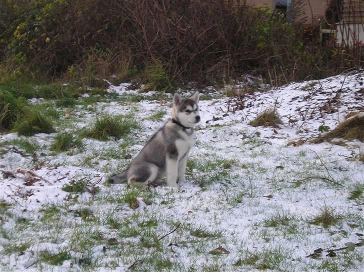 Alaskan malamute Golden Child/Aslan billede 7