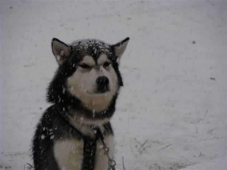 Alaskan malamute Golden Child/Aslan - November løb i hvalsø 2008 billede 8