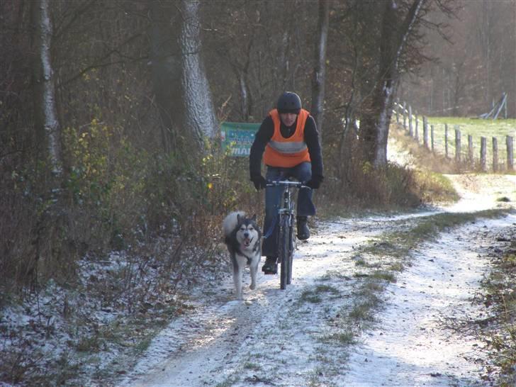Alaskan malamute Golden Child/Aslan - November løb i hvalsø 2008 billede 9
