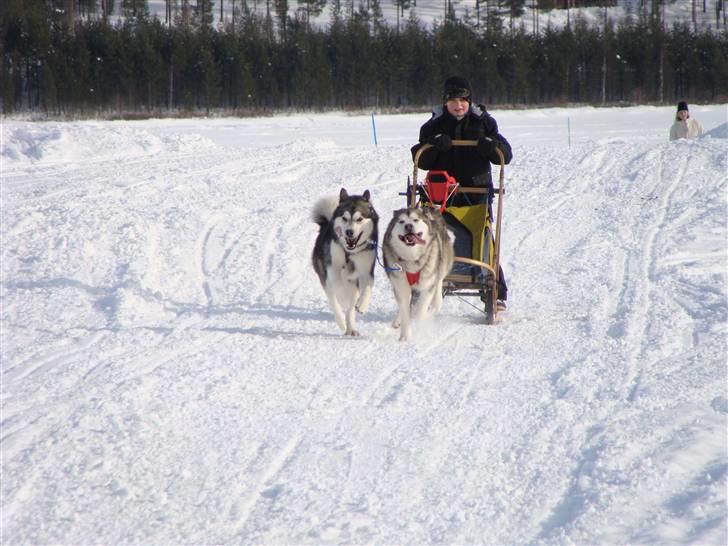 Alaskan malamute Golden Child/Aslan - Claes Aslan og Heidi´s dejlige tøs Malou i sarna 2009. billede 10