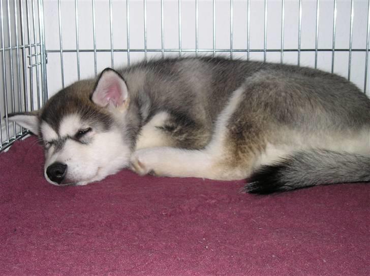 Alaskan malamute Golden Child/Aslan billede 11