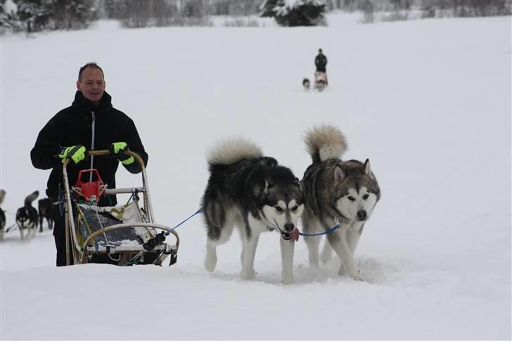 Alaskan malamute Golden Child/Aslan - Kenneth Aslan og Heidi´s dejlige tøs Malou i sarna 2009. billede 12