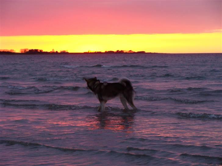 Alaskan malamute Golden Child/Aslan billede 13