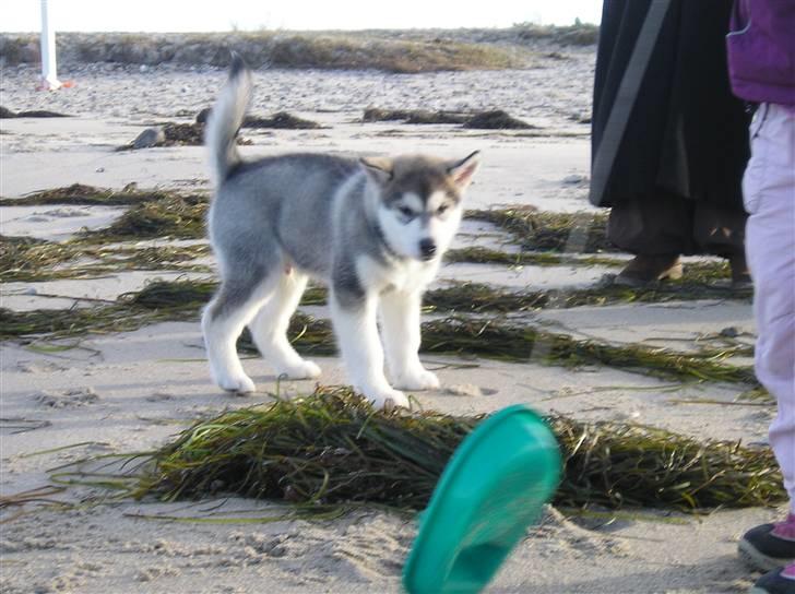 Alaskan malamute Golden Child/Aslan billede 14