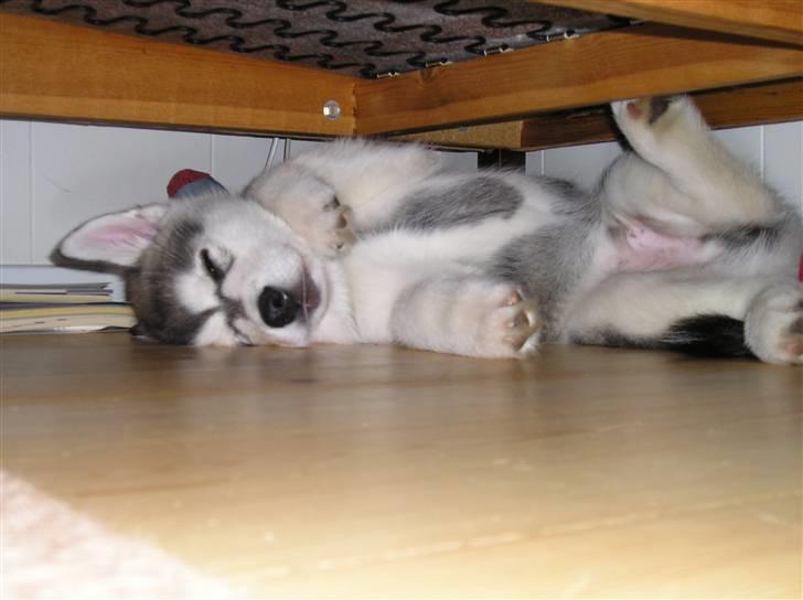 Alaskan malamute Golden Child/Aslan - Aslan tager lige en slapper. billede 15