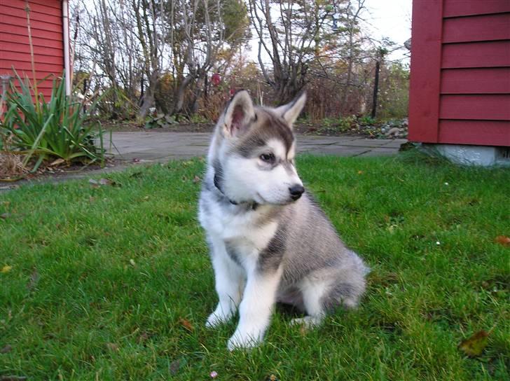 Alaskan malamute Golden Child/Aslan billede 16