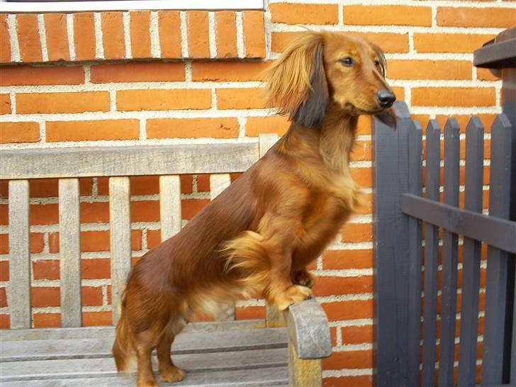 Dværggravhund Mille - Mille så flot som hun er... billede 1