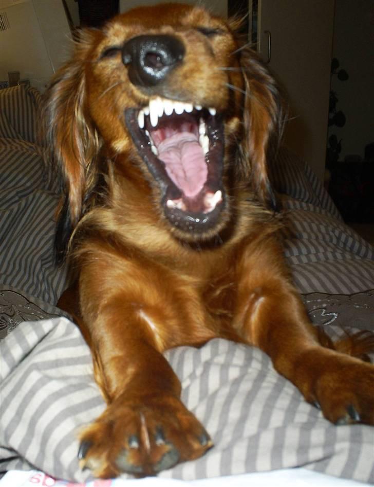 Dværggravhund Mille - Tja.. Mille kan også gå hen og blive træt... billede 2