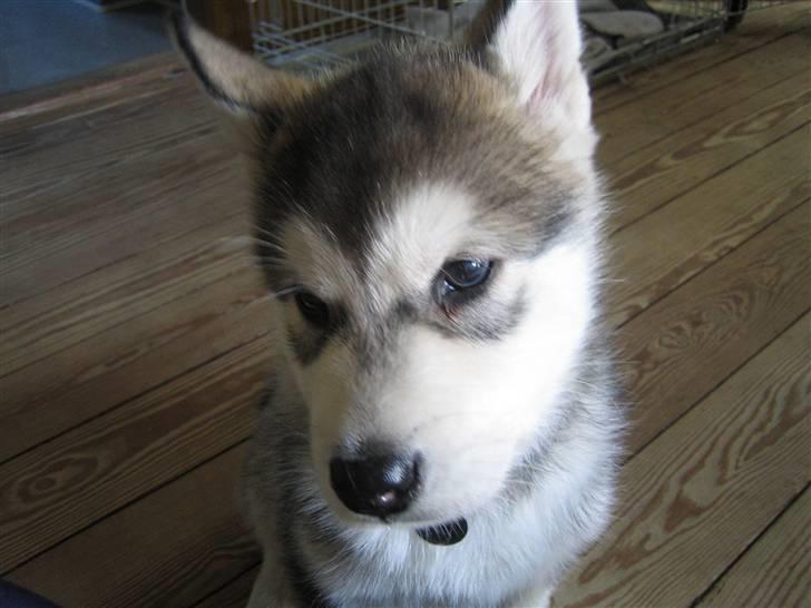 Alaskan malamute Bowie - Lille og såååå uskyldig. NOT! billede 5