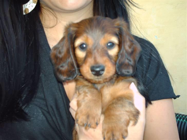 Dværggravhund Mille - Mille da hun stadig var en lille hvalp på en 7-8 uger billede 3