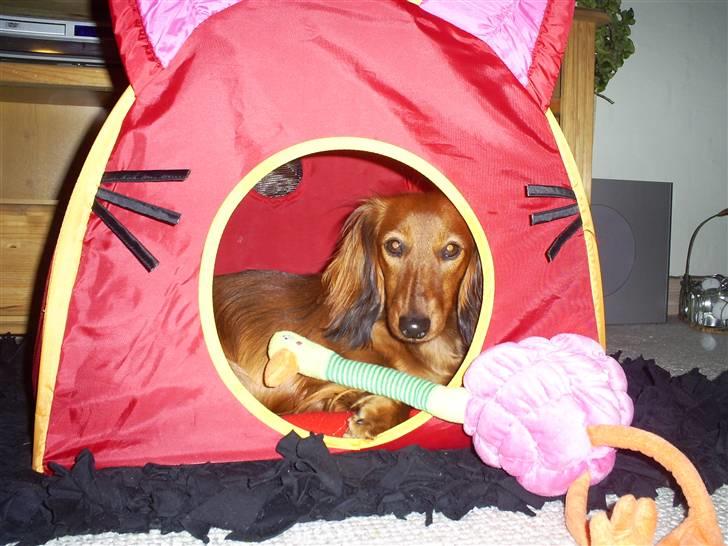 Dværggravhund Mille - Mille i sit fine telt billede 4