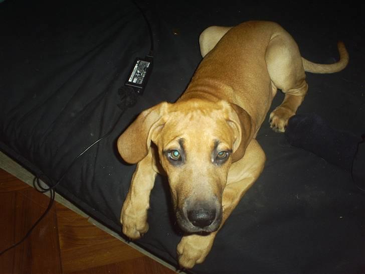 Blanding af racer Luna.. billede 5