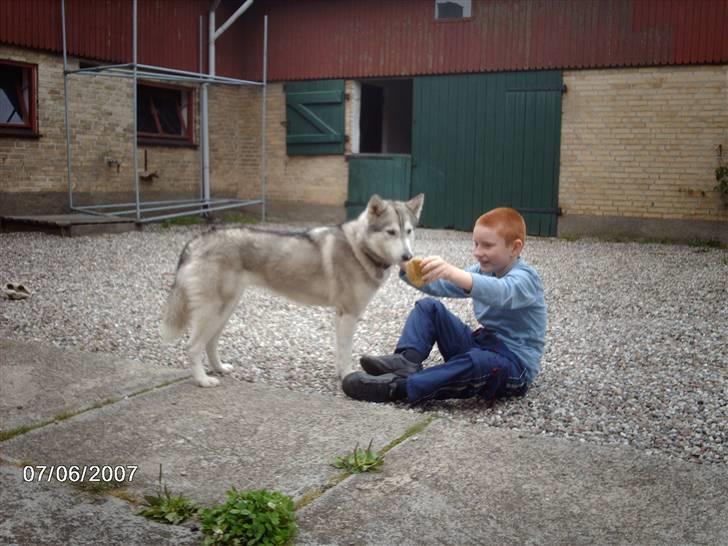 Siberian husky R.I.P Kimik´s Dinna - giv mig nu den flade bold  billede 14