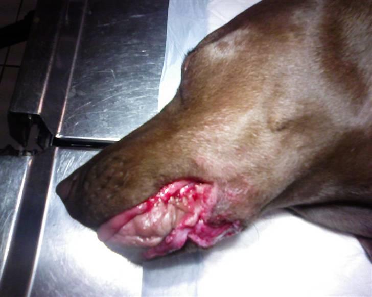 Blanding af racer Killa Starscream - Killa efter møde med kamphund. billede 6