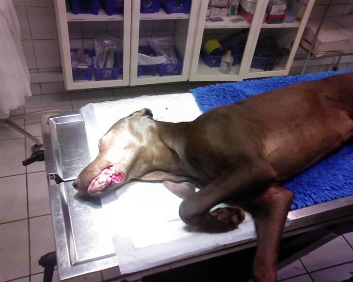 Blanding af racer Killa Starscream - Operationen tog 1.5 time og krævede over 50 sting. Den ene side af undermunden var totalt flænset op, inklusive tandkødet. billede 7