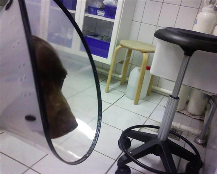 Blanding af racer Killa Starscream - Killa kigger forsigtigt ud af sin plastickåbe. billede 8