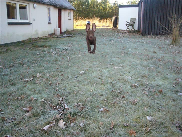 Blanding af racer Killa Starscream - 6 uger senere: Killa er næsten kommet sig over overfaldet, og har fundet glæden ved livet igen. billede 9