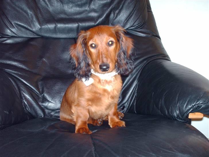 Dværggravhund Mille - Mille ca 4 mdr. gammel billede 5