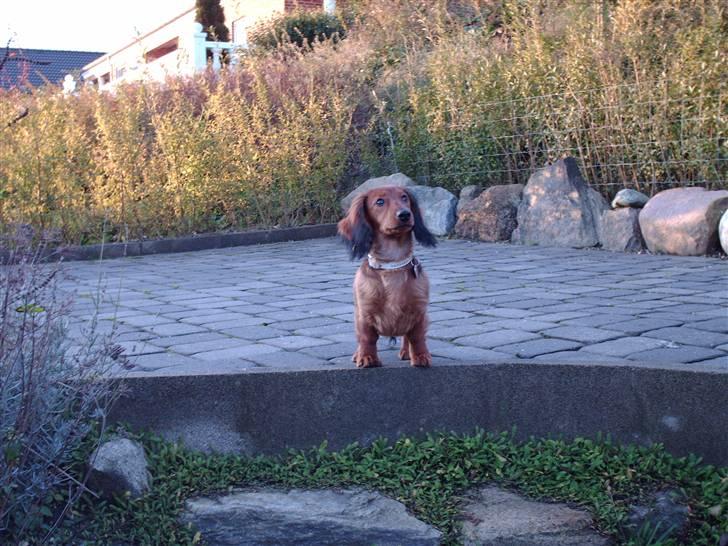 Dværggravhund Mille - Mille holder øje med alt i haven billede 6