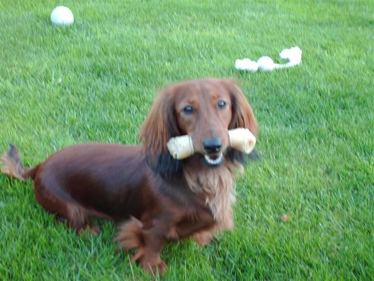 Dværggravhund Mille - Se mit fine tyggeben billede 7