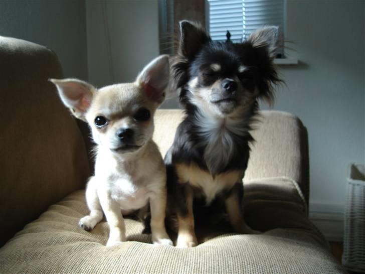 Chihuahua *Honey-Pie <3* billede 13