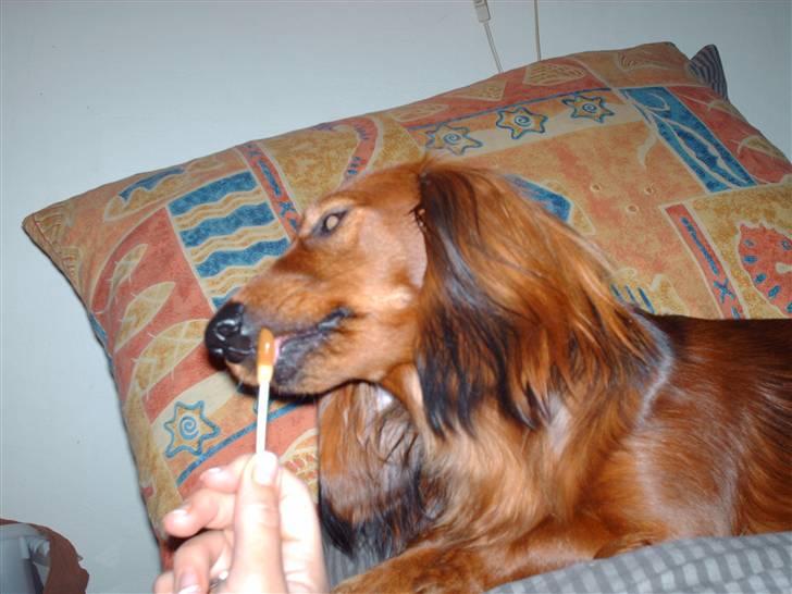 Dværggravhund Mille - Mille spiser slikkepind billede 8