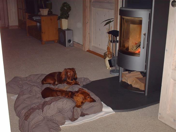 Dværggravhund Mille - Mille sammen med hendes bedste ven; Julius billede 9