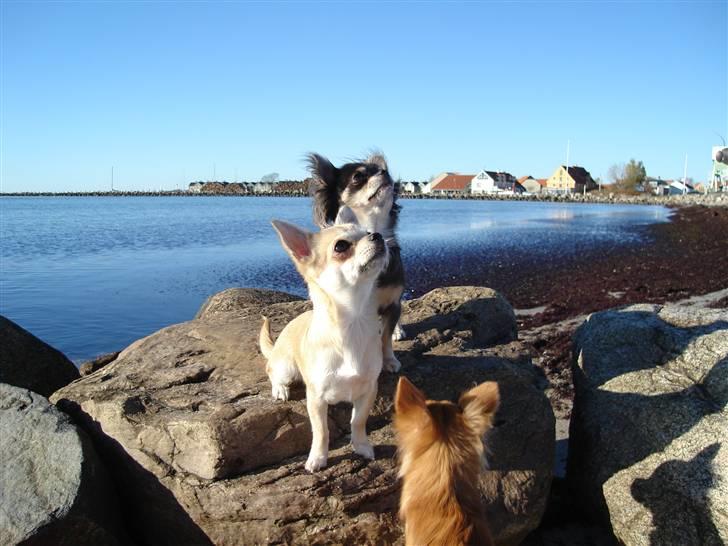 Chihuahua *Honey-Pie <3* billede 14