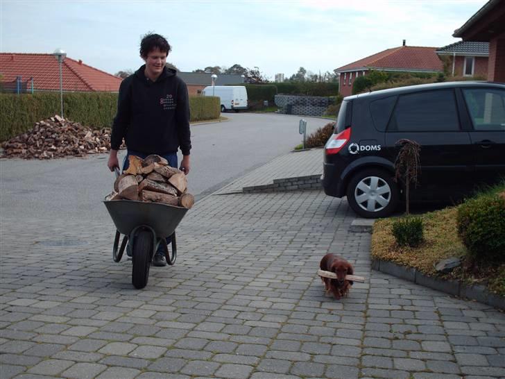 Dværggravhund Mille - Selv når der skal køres brænde ind er Mille klar til at hjælpe billede 10