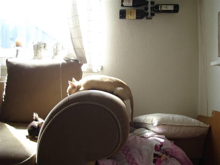 Chihuahua *Honey-Pie <3* billede 15