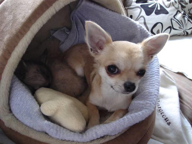 Chihuahua *Honey-Pie <3* - Et skridt nærmere........ Honey-pie ligger og passer på sin lillebror! =o) billede 16