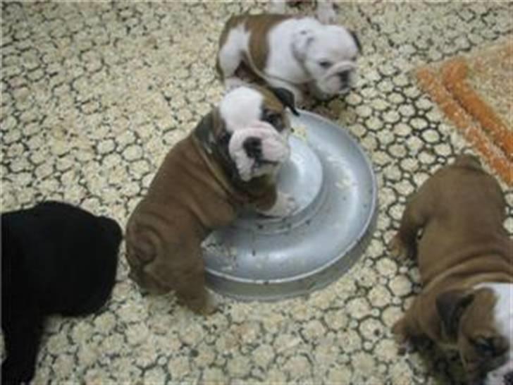 Engelsk bulldog Trille billede 1