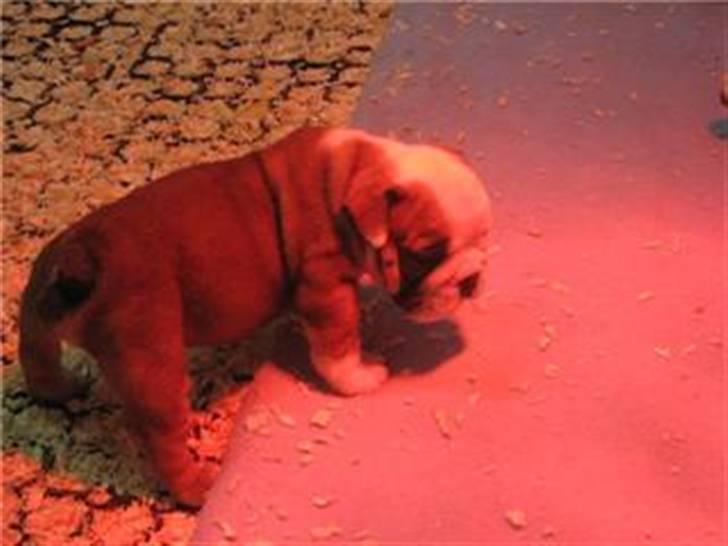 Engelsk bulldog Trille billede 2