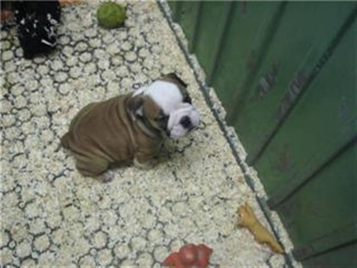 Engelsk bulldog Trille billede 3