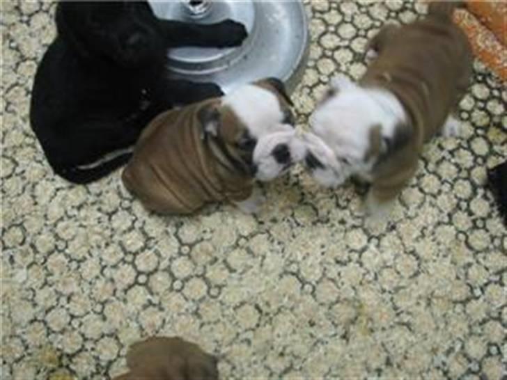 Engelsk bulldog Trille billede 4