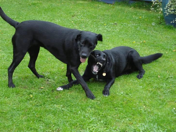 Labrador retriever Lucas - Jeg er en farlig hund !! <33 ( Lucas og en hund der hedder Laika, Lucas er den der viser tænder )  billede 18