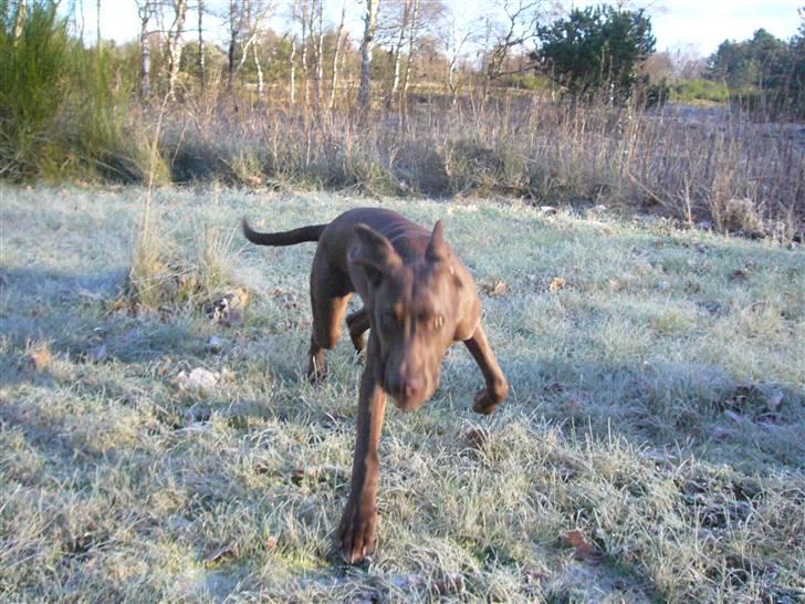 Blanding af racer Killa Starscream - Leg i det frosne græs. Killa er overglad. billede 10