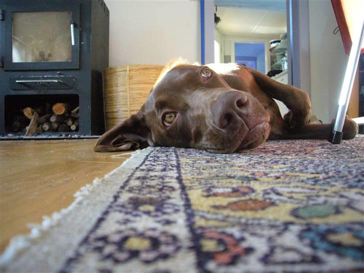 Blanding af racer Killa Starscream - Killa tager en slapper foran kaminen :-) billede 11