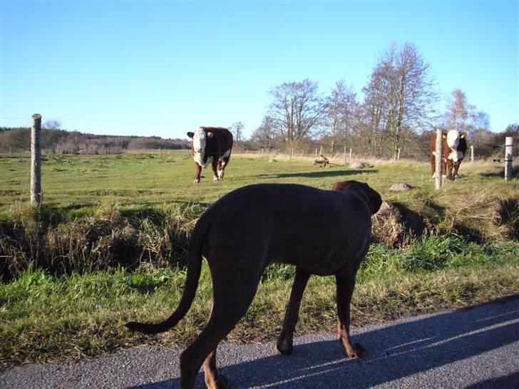 Blanding af racer Killa Starscream - Killa kigger i skepsis på de store hunde inde på marken ;-) billede 12