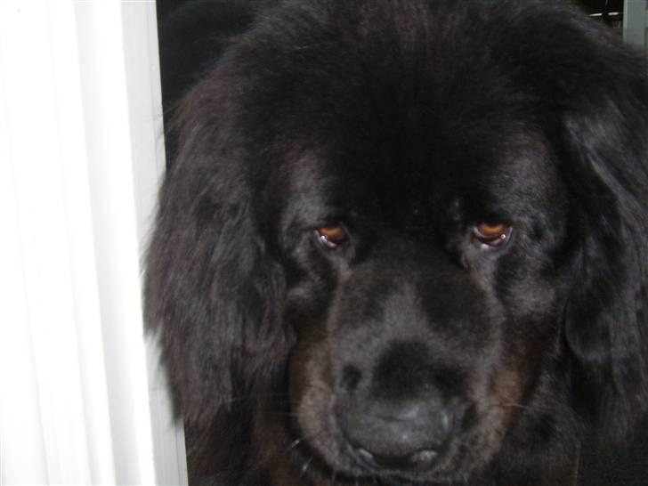 Newfoundlænder Maximus billede 12