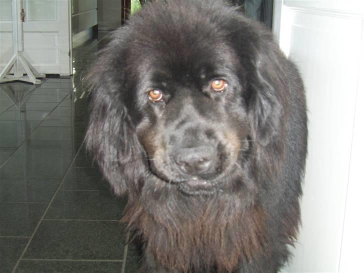 Newfoundlænder Maximus billede 13